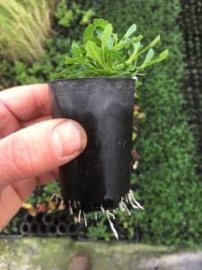 Scaevola roots emerging from pot