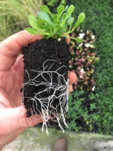 Scaevola root system ready