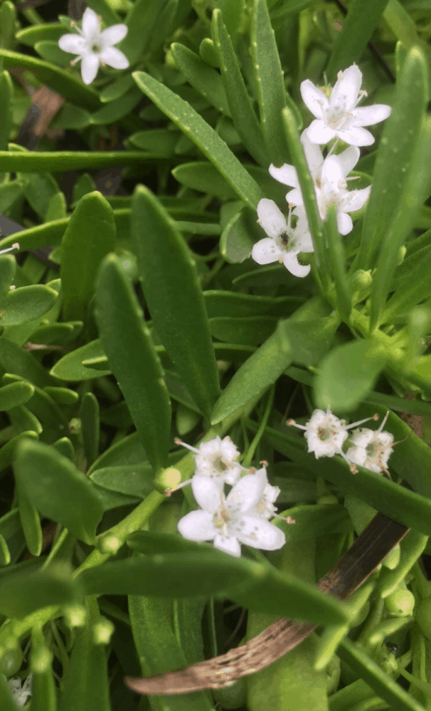 Myoporum parvifolium broad leaf form