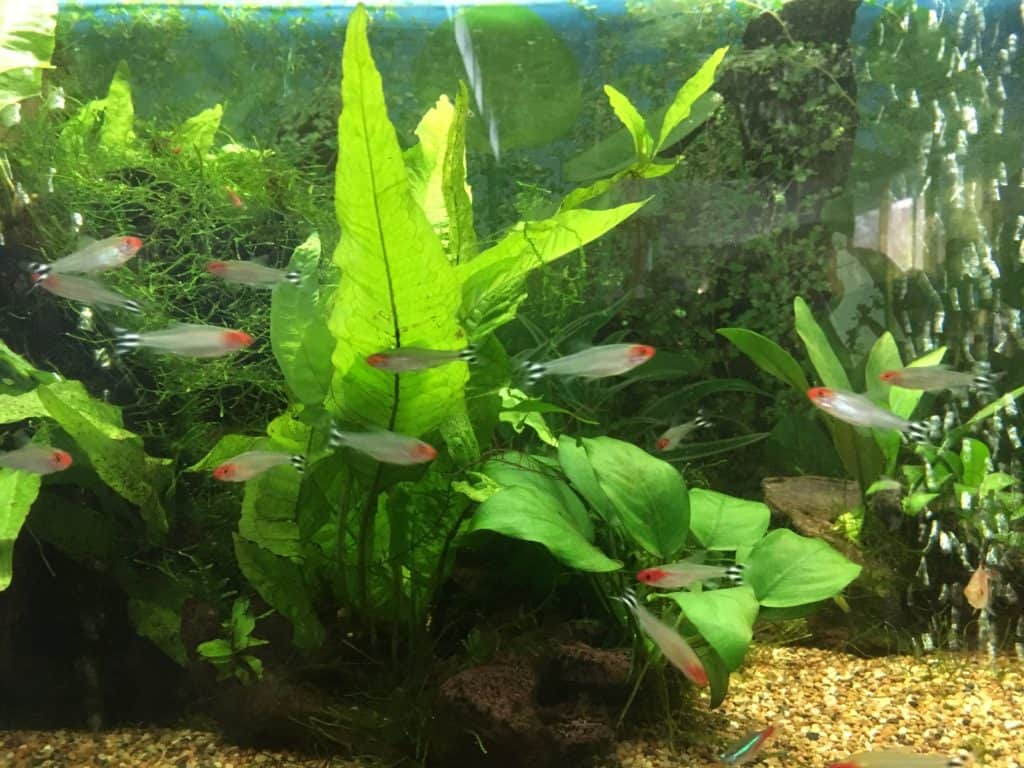 Beginners planted aquarium