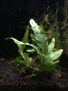 Planted aquarium with sump filter