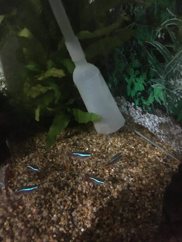 Gravel vacuuming aquarium