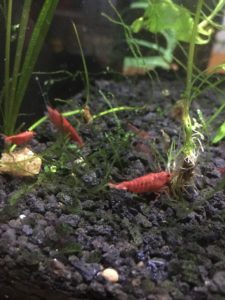 Cherry shrimp in planted aquarium