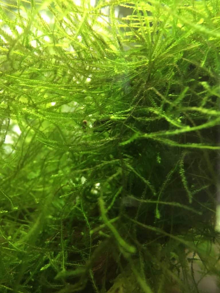 Java moss