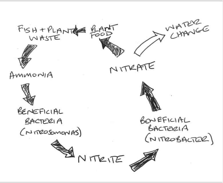 Nitrogen cycle in aquarium