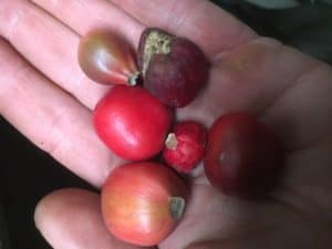 Clivia berries at various stages