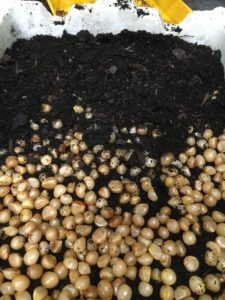 Sowing clivia seeds