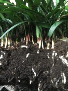 Clivia seedlings