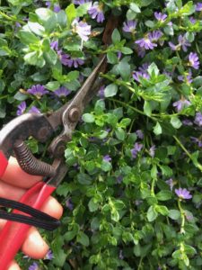 Harvesting scaevola (fan flower) cuttings