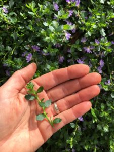 Tip cutting, Scaevola albida