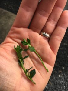 Right cutting has lower leaves striped