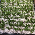 Cuttings in perlite peat moss mix