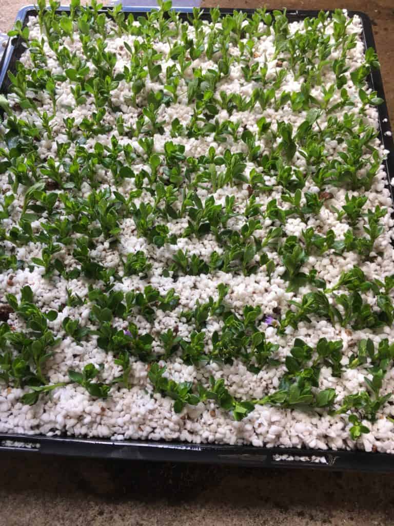 Cuttings in perlite peat moss mix