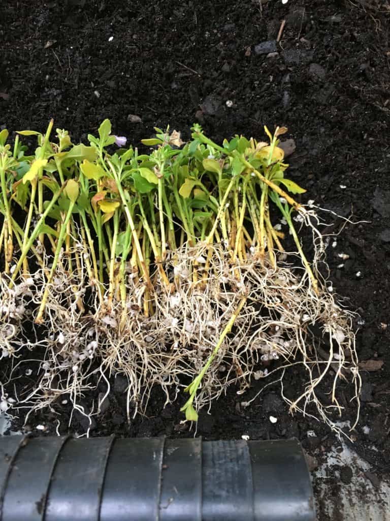 Scaevola cuttings with roots
