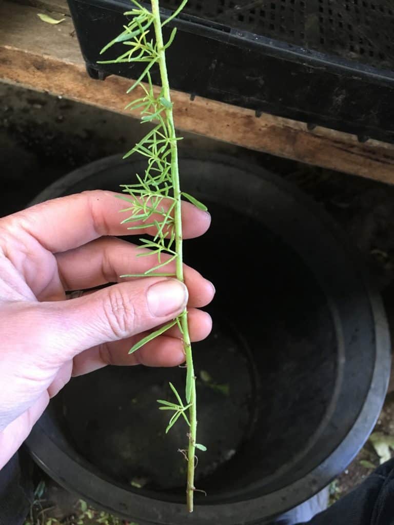 myoporum parvifolium fine leaf form stem