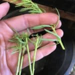 myoporum parvifolium fine leaf form cuttings