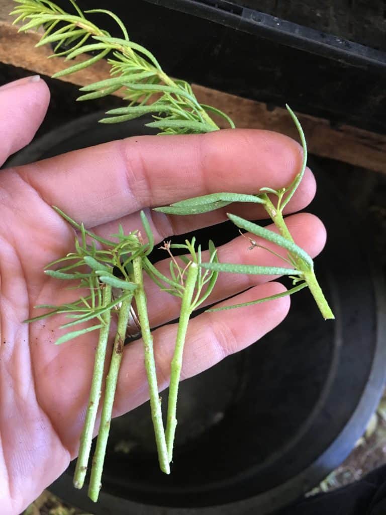 myoporum parvifolium fine leaf form cuttings