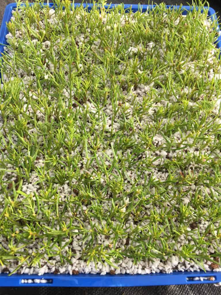 tray of myoporum parvifolium fine leaf form cuttings
