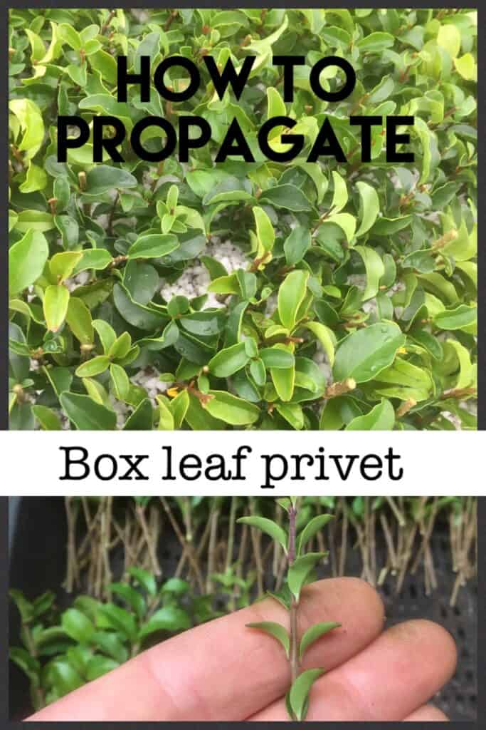 Propagate ligustrum