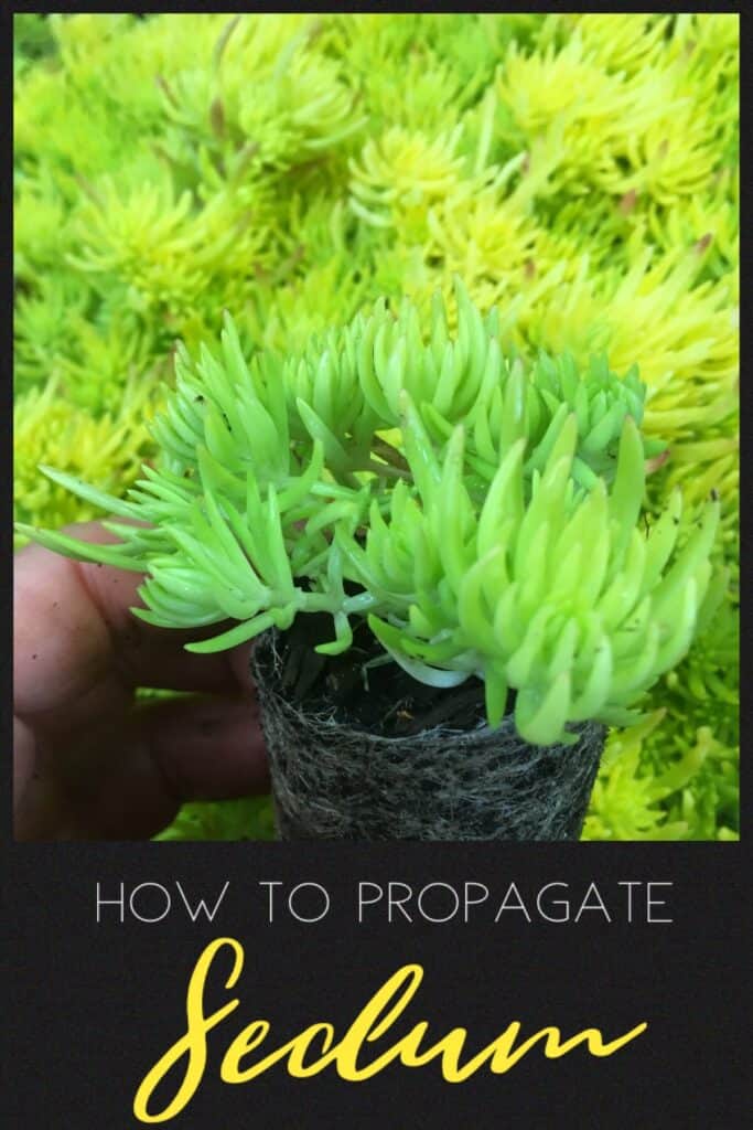 Propagate sedum