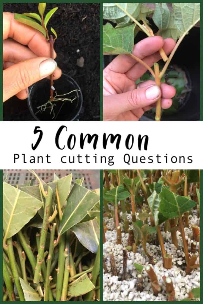 5 plant cutting questions