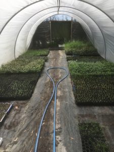 Inside our small green house