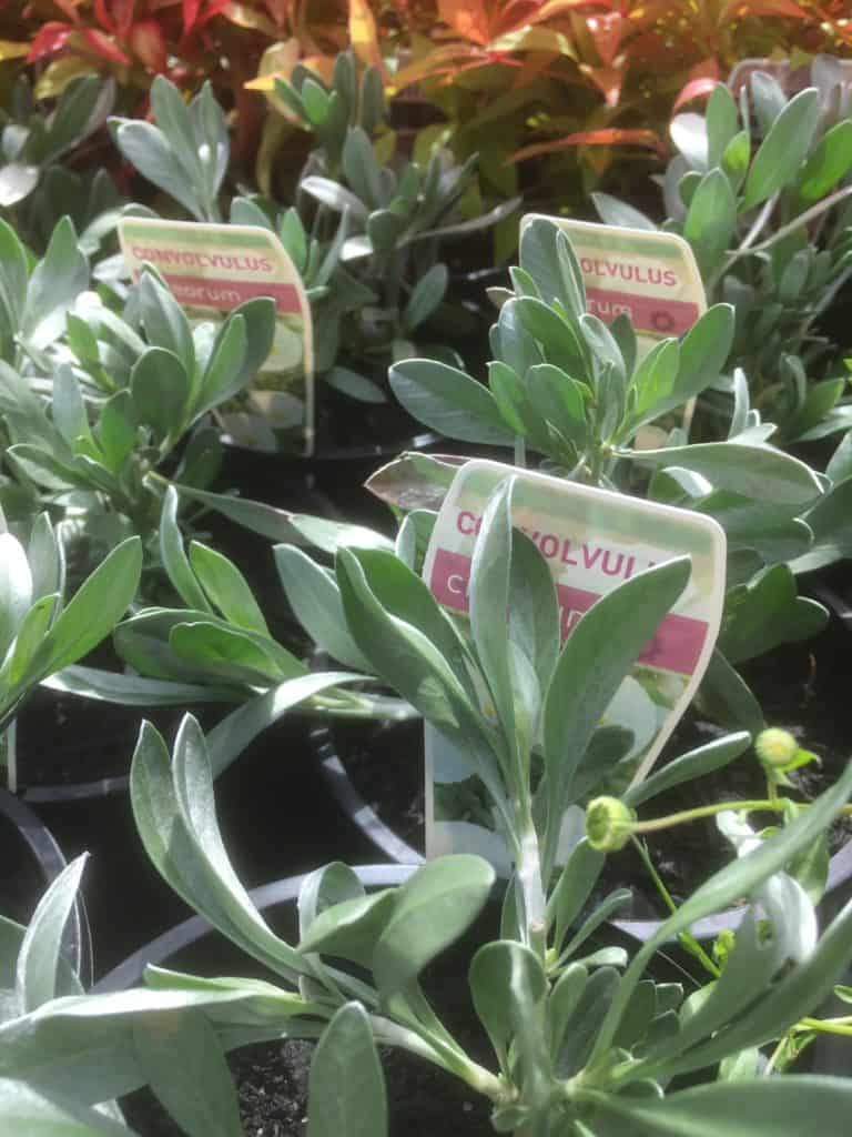 Convolvulus cneorum- Silver bush