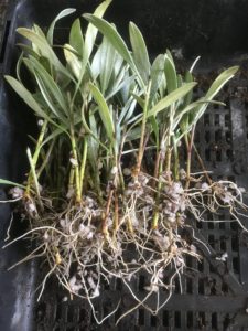 Convolvulus cneorum-silver bush cuttings