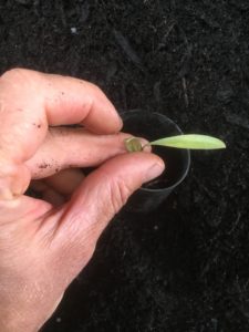 Potting silver bush cutting