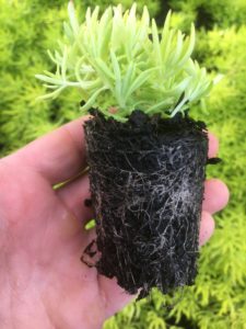 Sedum plant grown by cutting