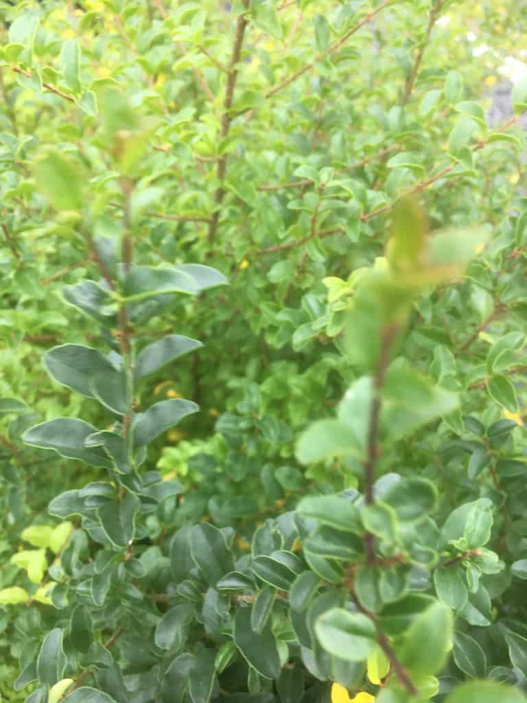 Ligustrum undulatum- Box leaf privet