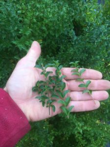 Ligustrum undulatum- box leaf privet stems