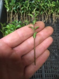 Ligustrum undulatum- box leaf privet cutting