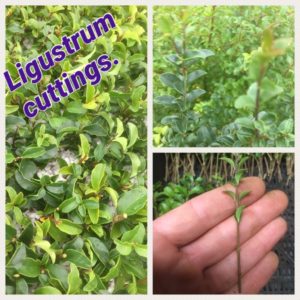 Ligustrum undulatum-box leaf privet cuttings