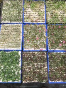 Plant cuttings in our greenhouse