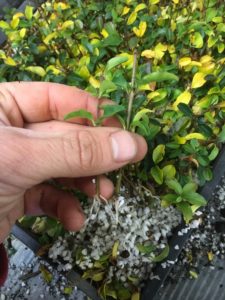 Ligustrum undulatum- box leaf privet cuttings ready