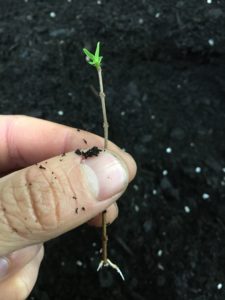 Potting ligustrum undulatum- box leaf privet cuttings