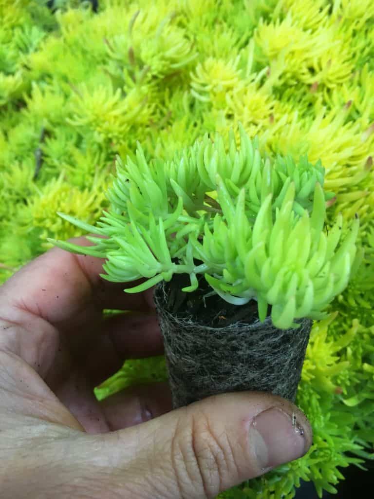 Sedum (Stonecrop) mexicanum "gold mound"