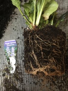 Ajuga root cuttings