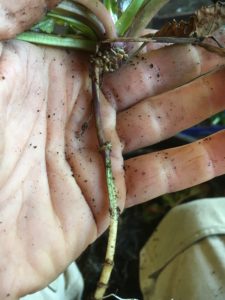 Air roots on ajuga runner