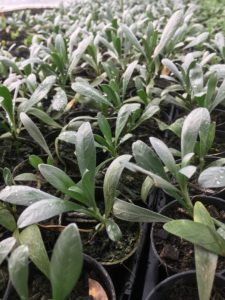 Silver bush grown from cuttings