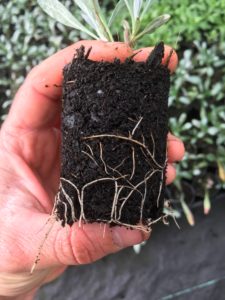 Root system on silver bush