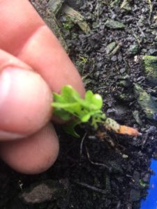 Ajuga root cuttings