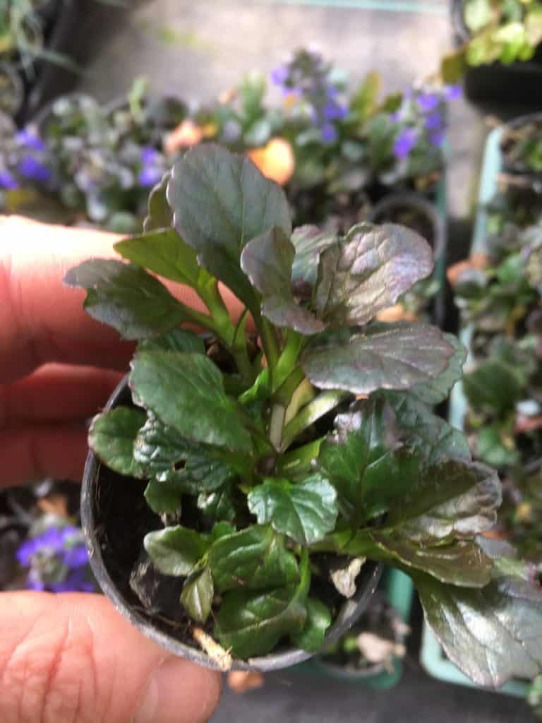 Ajuga reptans 'Purpurea'