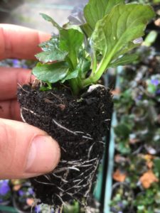 Ajuga cutting with roots