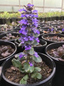 Ajuga reptans 'purpurea'