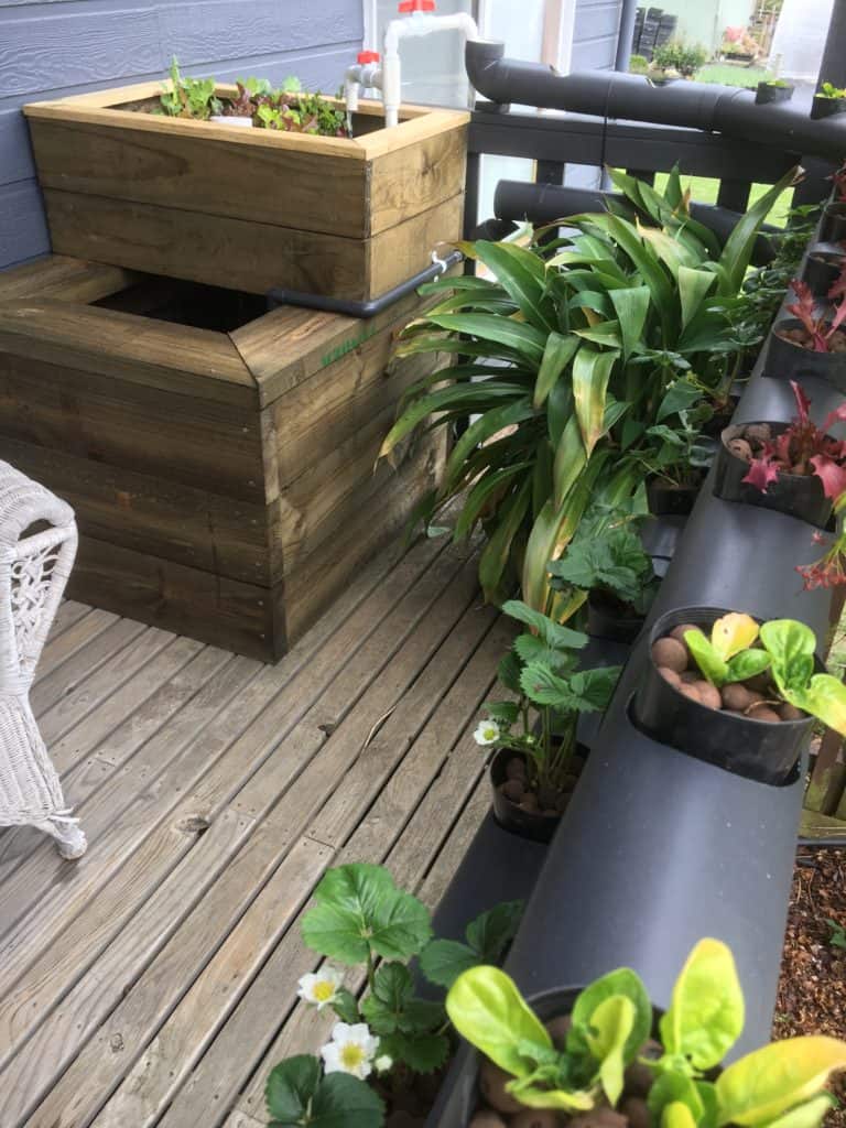 Diy Patio aquaponics system