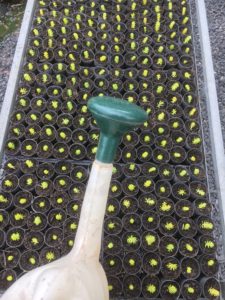 Watering sedum cuttings