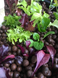 Leafy greens in aquaponic grow bed