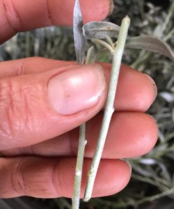 Convolvulus cneorum-silver bush cuttings